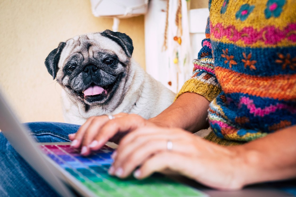 An office dog featured on a company blog