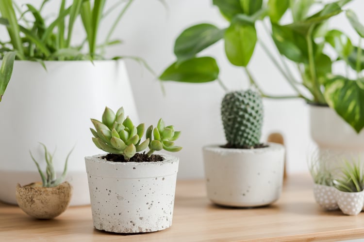 a variety of plants being used as desk decor