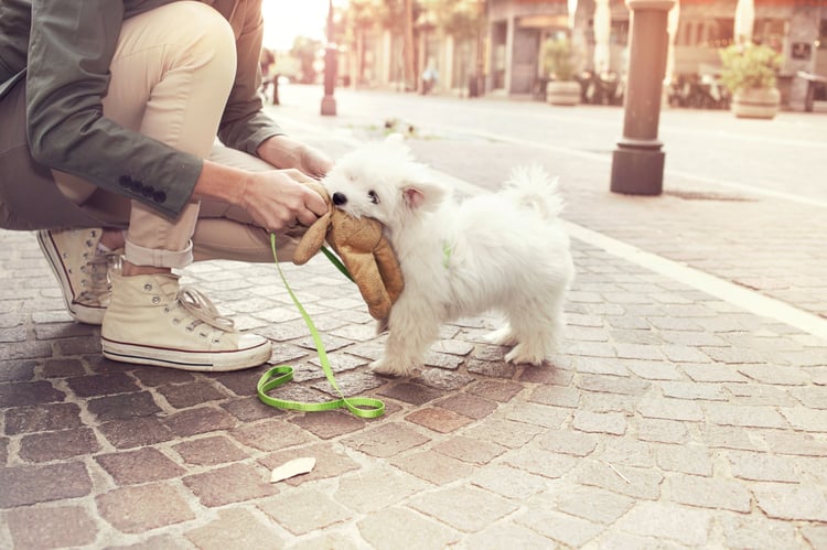 Employee playing with a dog at a themed volunteer program event