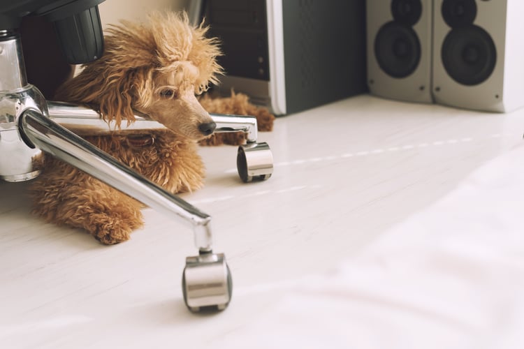 A dog resting on the floor in a dog-friendly office